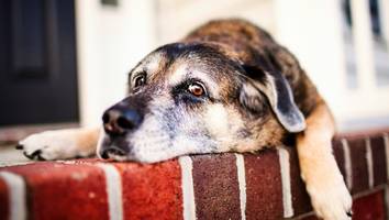 FOCUS-online-Dogcast - Wie Sie reagieren, wenn Ihr Hund Ihren neuen Partner nicht mag