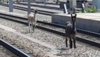 Tiere: Lamas legen wichtige Wiener Bahnstrecke lahm