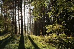 bedrohte wälder: hilft eine bodenimpfung?