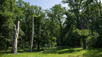 deutsche parks zerfallen - „ein großteil unserer bäume wird absterben. das tut schon weh“