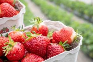Petition ruft zum Boykott spanischer Erdbeeren auf: Was steckt dahinter?