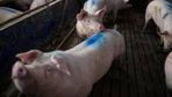 tierschutz: bundestag beschließt staatliches tierhaltungslogo für schweinefleisch