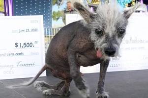Chinesischer Schopfhund ist hässlichster Hund der Welt