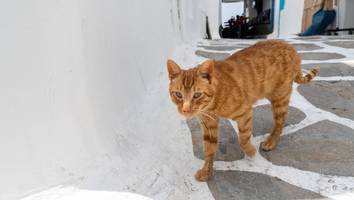 zypern - „insel der toten katzen“ - corona-mutation rafft hunderttausende tiere dahin