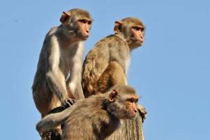 Klingt paradox, aber: Homosexualität steigert Fortpflanzungserfolg dieser Affen