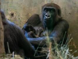 stolze mutter sully: gorilla-männchen überrascht zoo mit geburt