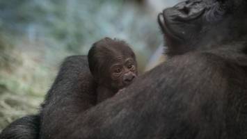 Unerwarteter Nachwuchs im Zoo - Gorilla-Männchen Sully plötzlich Mutter - DNA-Test soll Vaterschaft klären