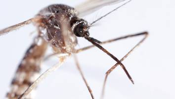gefährliche stechmücke reiste im flugzeug mit - am flughafen frankfurt hat sich eine person mit malaria infiziert