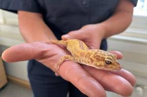 leopardgecko harald verstärkt polizeiinspektion