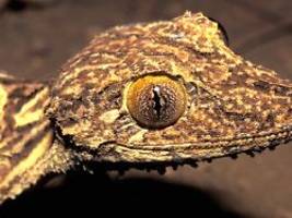 tier vor 23 jahren entdeckt: forscher identifizieren neue gecko-art