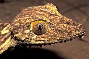 Vor 23 Jahren in Madagaskar entdeckter Gecko ist neue Art