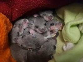 wildtiere: siebenschläfer-familie aus badezimmerschrank gerettet