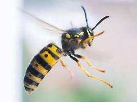 schmerzhafter piks: das hilft bei wespen- und bienenstichen