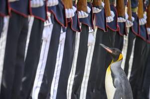 Pinguin in Schottland zum Generalmajor befördert