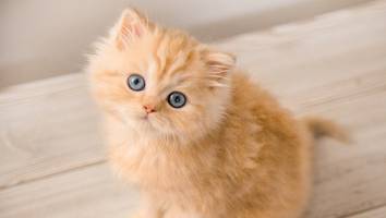 disney-namen sind hoch im kurs - die zehn beliebtesten katzennamen für katze und kater