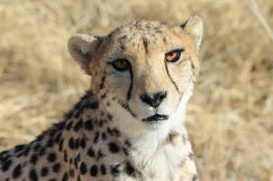 guter gepard, böser gepard: wie ein tierprojekt zum problemfall wurde