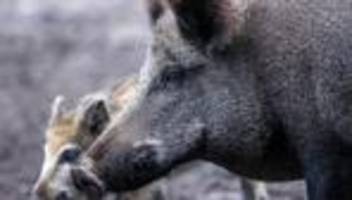 krankheiten: trotz entspannung: mahnung zur wachsamkeit bei schweinepest