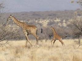 eine laune der natur: erste giraffe ohne flecken in freier wildbahn gesichtet