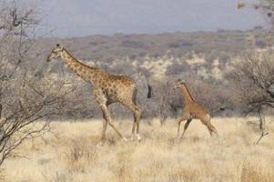 Seltenes Giraffenbaby ohne Flecken in Namibia gesichtet