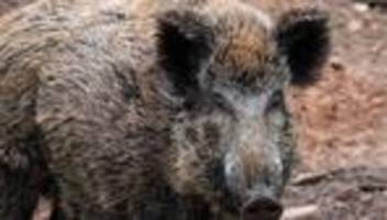 tierseuche: afrikanische schweinepest: stendal bietet fundmelder