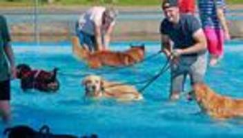 buntes: tierisches badevergnügen: mehr als 50 hunde im freibad