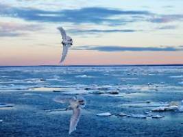 Stärkster Effekt in der Arktis: Hitzewellen dauern in Tiefen der Meere länger als oben