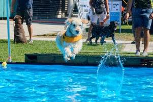 tierischer badespaß in augsburg: hunde entern das freibad