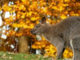 Oberfranken: Känguru Willi aus dem Hofer Zoo ausgebrochen