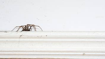 herbstanfang - diese spinnen verirren sich jetzt in ihre wohnung