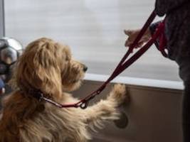 bahnfahren mit hund: vier beine, zig tarife