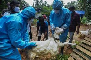 Nipah-Virus in Südindien: Hinweise für Reisende