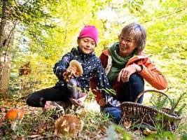 Doppelgänger im Wald erkennen: Pilzsaison in vollem Gange - Was Sammler wissen sollten