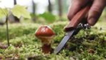 Natur: Experte: Früher Saisonstart, dann Flaute bei der Pilzsuche