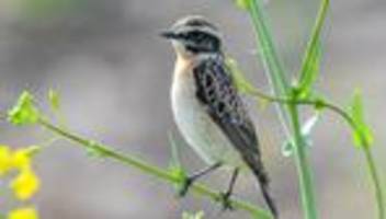 Naturschutz: BUND: «Erfreuliche Entwicklungen» bei zahlreichen Vogelarten