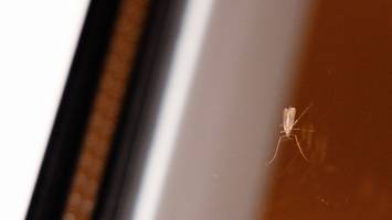 Spannende Frage - Warum fliegen Insekten rein und finden nicht wieder raus?