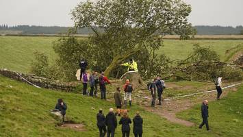 Schock in Nordengland - Jugendlicher fällt ikonischen Robin-Hood-Baum