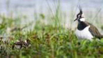 artenschutz: kiebitz zum vogel des jahres gewählt