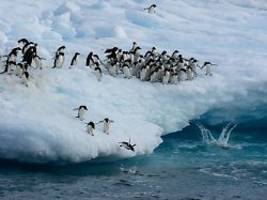 9000 Pinguin-Küken sterben: Zustand der Antarktis alarmiert Forscher weltweit