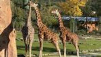 tiere: kimia ist da: neue giraffe im kronberger zoo eingezogen