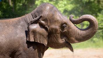 st. louis - „am boden zerstört!“ elefant rani stirbt nach aufregung im zoo durch entlaufenen hund