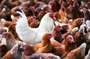 genveränderung soll hühner gegen vogelgrippe resistent machen