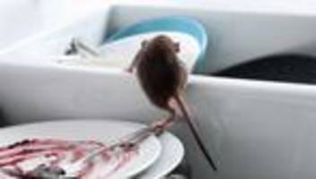 Ratten: Ich nahm mir vor: Wenn ich eine Ratte in der Wohnung sichte, schließe ich die Tür von außen ab