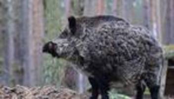 tierseuche: jäger müssen wildschweine nicht mehr auf schweinepest testen