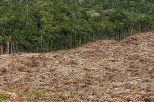 nach gipfel: regenwald-staaten wollen kooperation stärken