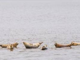 Forscher rätseln über Ursache: Zahl der Seehunde im Wattenmeer geht weiter zurück