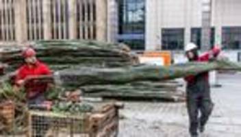 dortmund: riesen-weihnachtsbaum entsteht aus mehr als 1000 fichten