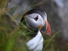 Biodiversitätskrise: Ein Fünftel der Tiere und Pflanzen in Europa ist vom Aussterben bedroht