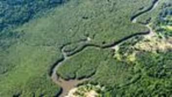 klima: deutlich weniger rodung im brasilianischen amazonasgebiet