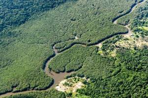Deutlich weniger Rodung im brasilianischen Amazonasgebiet