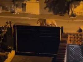 Aus Zirkus entflohen: Löwe streunt durch italienische Stadt
